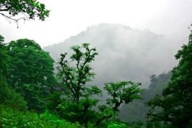 طرح جایگزین جنگل  با هدف حفظ سرمایه‌های موجود