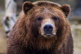خرس قهوه‌ای در فیروزکوه با اصابت دو گلوله مرد