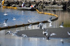 نشت نفت در سواحل کالیفرنیا، فاجعه ای زیست محیطی