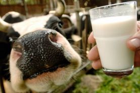 آیا افزایش قیمت شیر خام حمایت از دامداران است؟