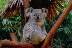 کاهش شدید جمعیت کوآلاهای استرالیا