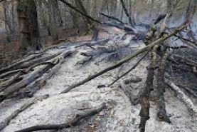 خاموشی کامل آتش جنگل های ساحل گهرباران به واسطه بارش باران