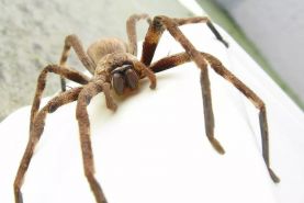 قطع شدن جلسه توجیهی وزیر بهداشت کوئینزلند استرالیا درباره کرونا توسط یک عنکبوت