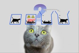 کمک گربه شرودینگر به حل مسئله ریاضی با قدمت 240 سال