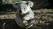 استرالیا رسماً کوالا را به عنوان گونه در خطر انقراض ثبت کرد