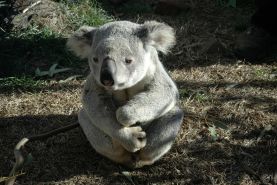 استرالیا رسماً کوالا را به عنوان گونه در خطر انقراض ثبت کرد