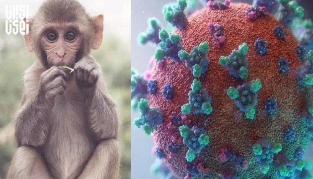 سازمان بهداشت جهانی انتظار دارد آبله میمونی در کشورهای بیشتری مشاهده شود