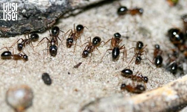 ساخت ربات با الهام از سیستم ناوبری مورچه‌ها