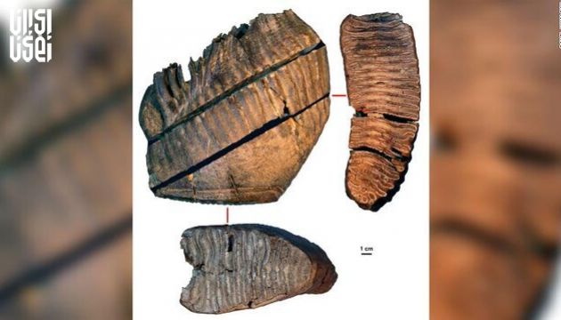 یکی از قدیمی‌ترین دی‌ان‌ای‌های جهان کشف شد