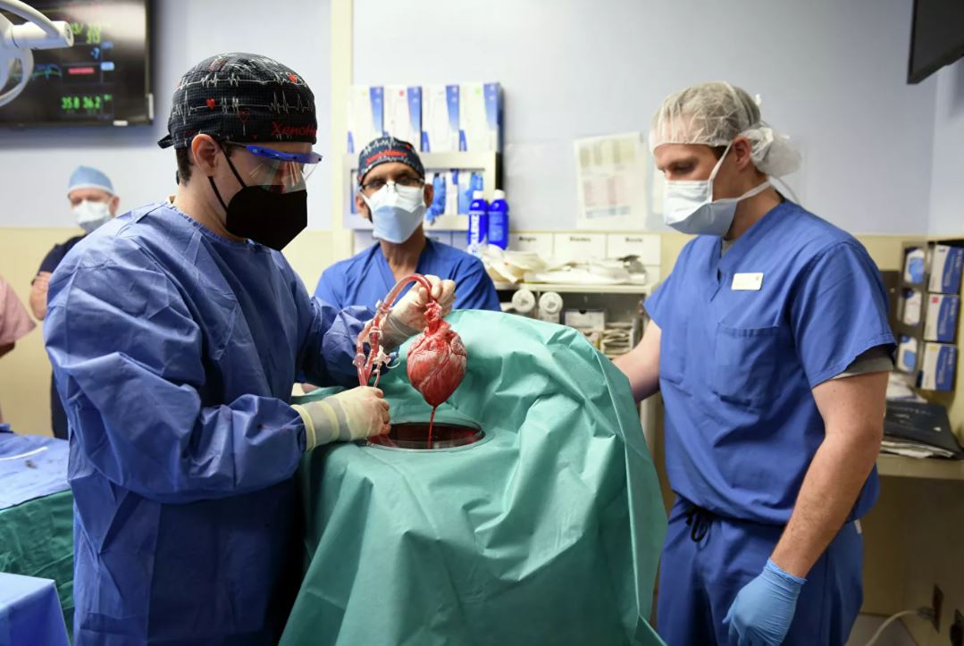 جراحان ایالات متحده برای اولین بار قلب خوک را به انسان پیوند زدند